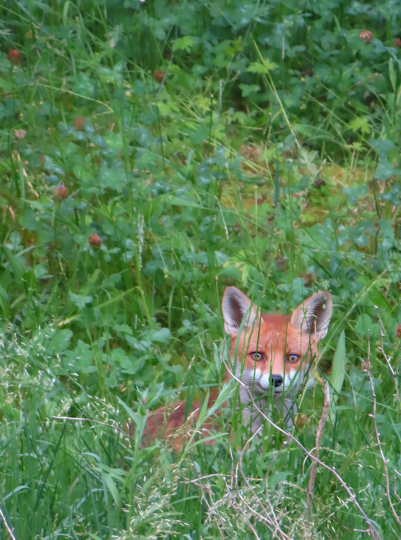 Rotfuchs lauert im dichten Krautsaum am Waldrand mit Gräsern und Sträuchern
