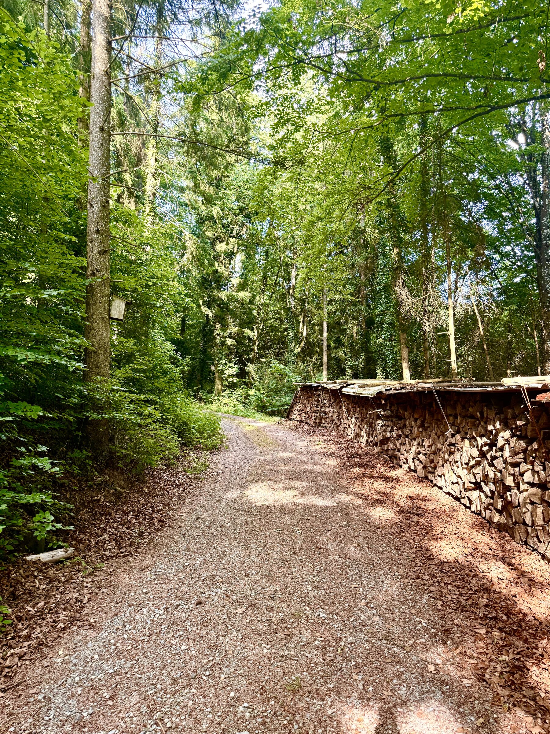 Waldweg im Mettauertal mit an der Seite gestapelten Holzbeigen aus Brennholz